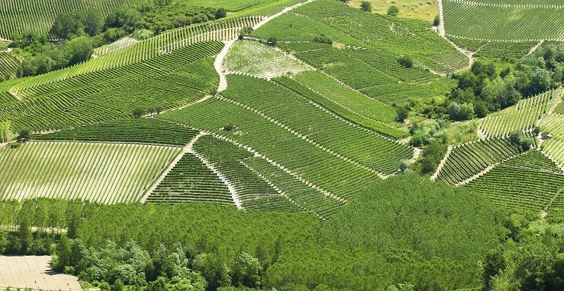 VIGNA RIONDA, L'AUSTERA TENACIA DEL BAROLO