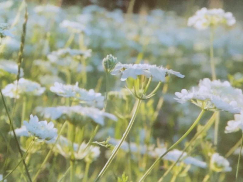 Naturale Watson, naturale!