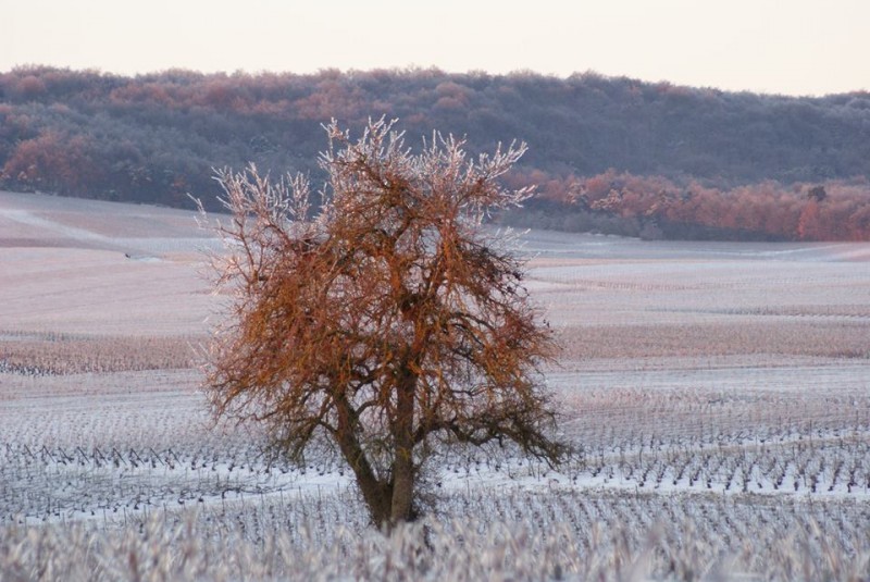 FRANCIA: J’ADORE LE CHAMPAGNE! ( Piccolo vademecum per iniziandi, quarta parte )