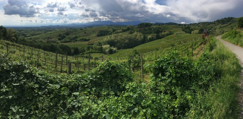 CAREMA E ALTO PIEMONTE: L’ESSENZIALITÀ DEL NEBBIOLO