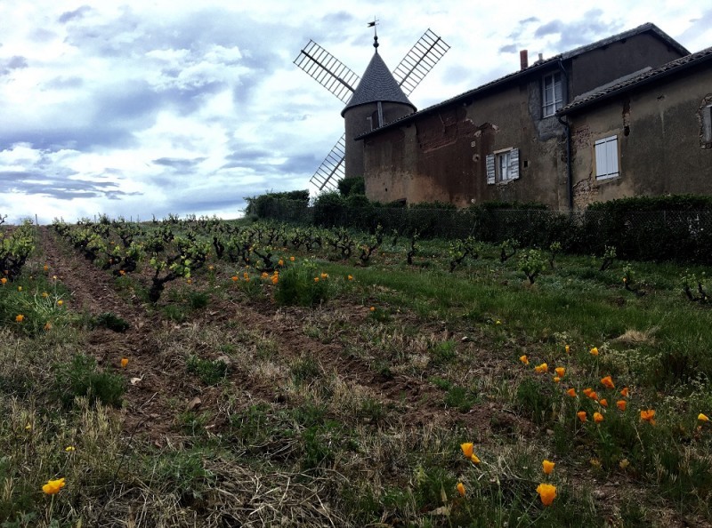 IL BEAUJOLAIS E LA SINDROME DEL 